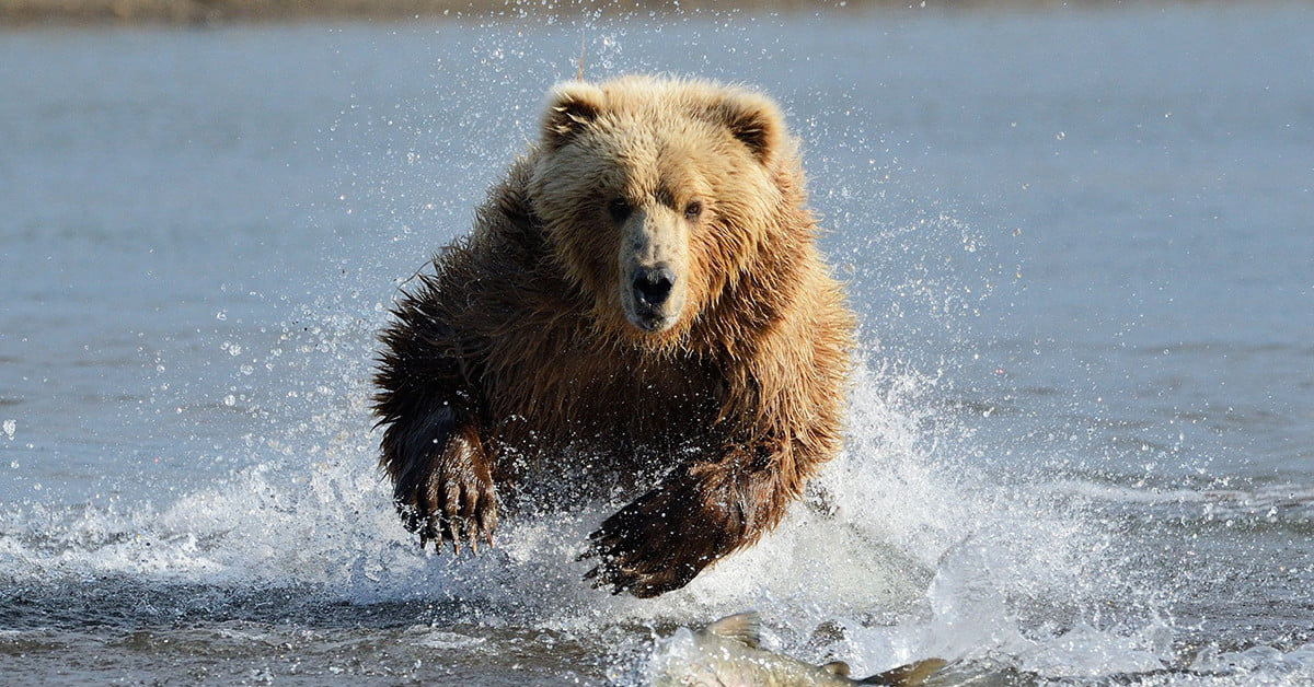 Chiến lược giao dịch chứng khoán Mỹ ngày 26/04 - Thấy có hình ảnh bác Gấu đâu đây!