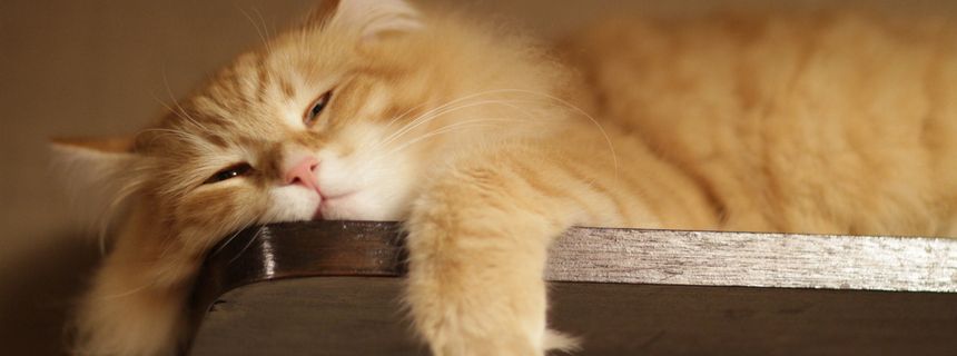 [Sưu tầm]Đất nước của những kẻ lười biếng