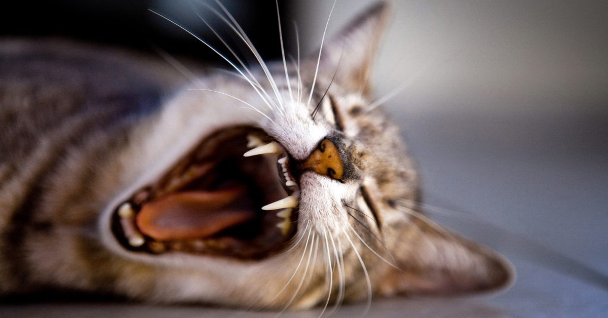 Chiến lược giao dịch chứng khoán Mỹ ngày 07/05 - Thị trường lại tiếp tục vờn như mèo vờn chuột!