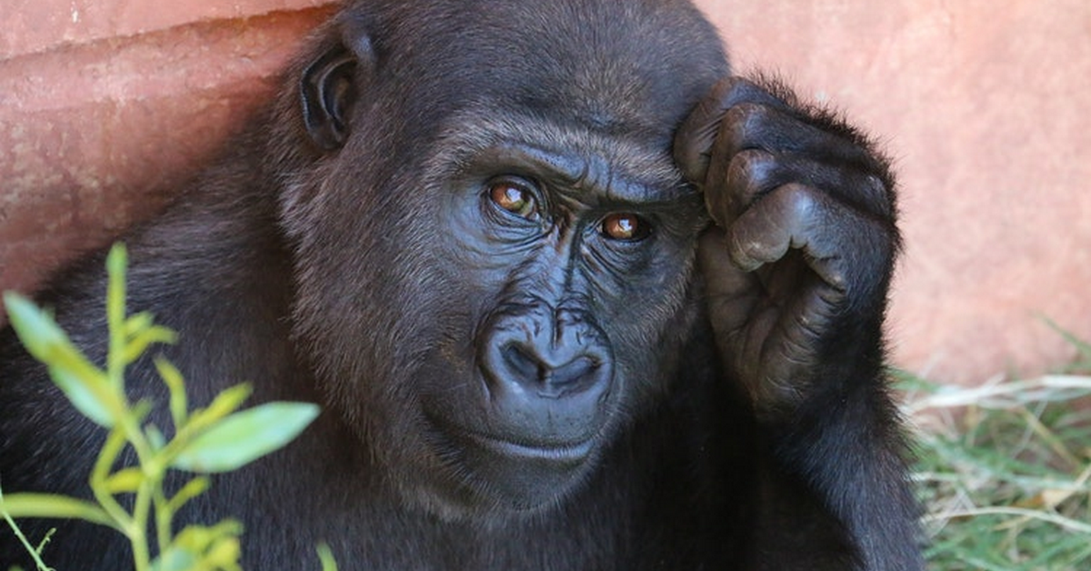 Theo bạn, giao dịch Forex có dễ nuốt hay không? Lý do vì sao trader rất dễ thua lỗ?