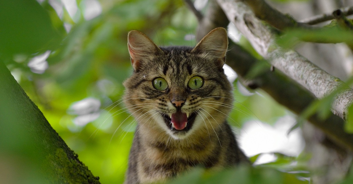 Phân tích Bitcoin đầu ngày 27/05 - Gió đông tới, Bò phất cờ. Nhưng ....