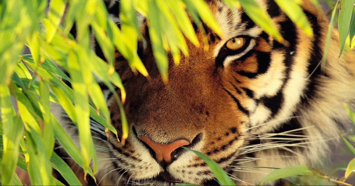 Chiến lược giao dịch chứng khoán Mỹ ngày 11/06 - Hổ đang rình mồi!