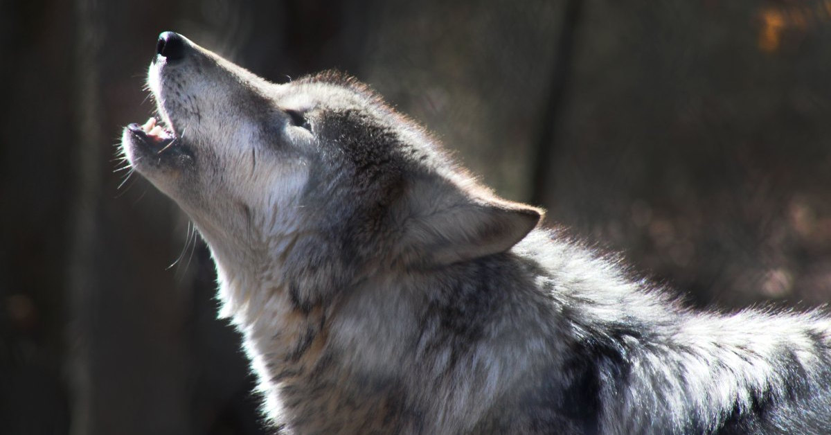 Chiến lược giao dịch chứng khoán Mỹ ngày 03/07 - Thị trường đang để lại dấu hiệu cho chúng ta!