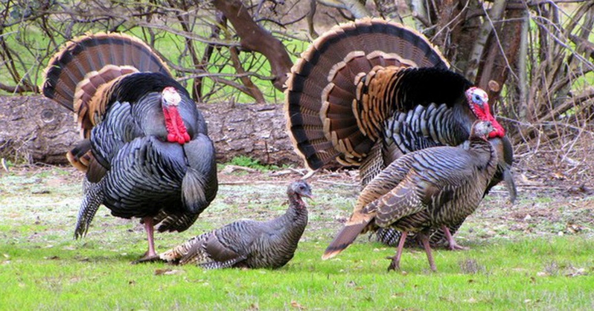 Từ câu chuyện "Ông lão và đàn gà Tây" đến bài học cắt lỗ cho những trader