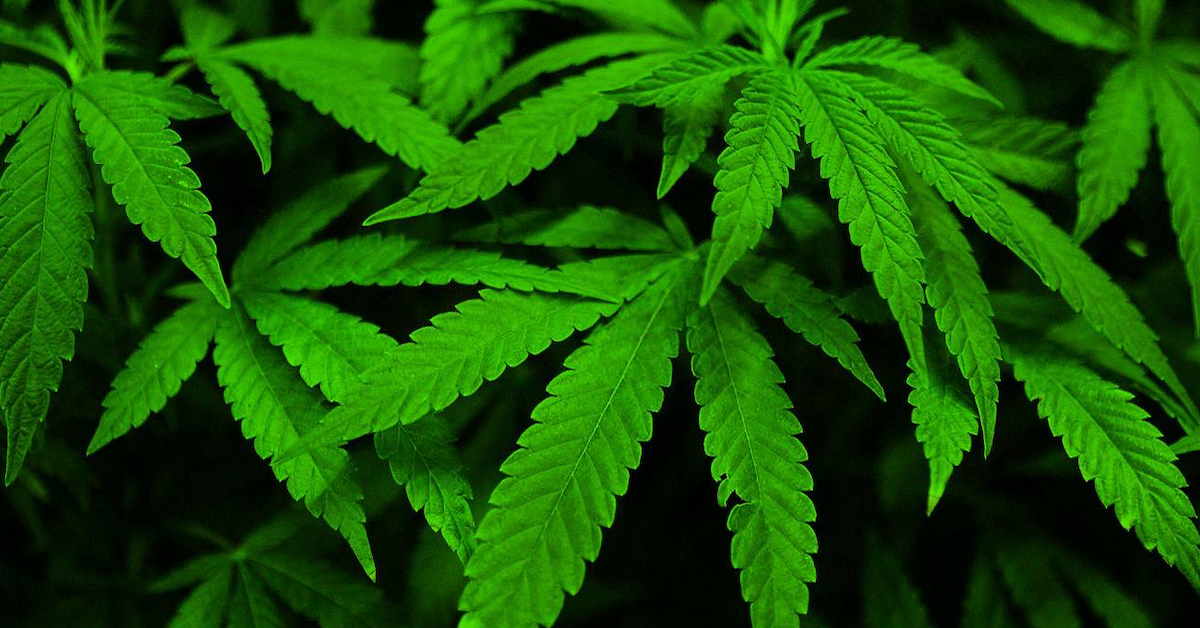 Tỷ phú người Hy Lạp ra mắt đồng tiền mã hóa được hỗ trợ bằng cần sa