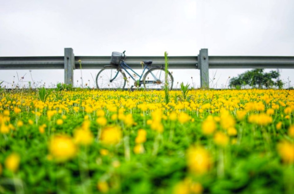 Phân tích Bitcoin tối ngày 15/08 - Tôi đã thấy hoa vàng trên cỏ xanh