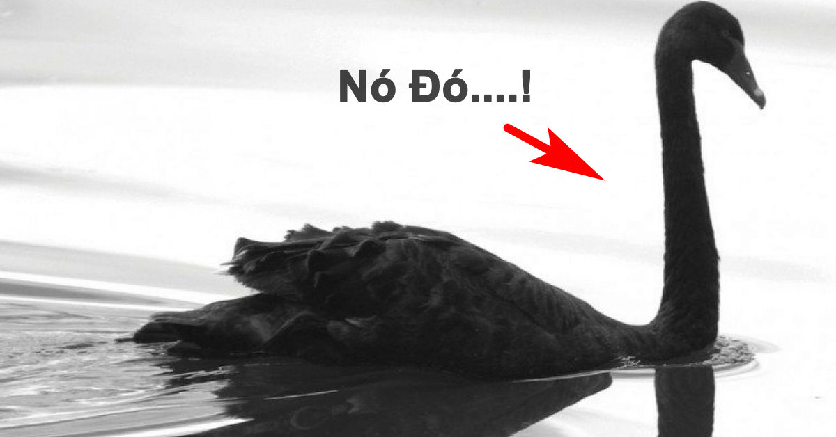 Nhìn lại những sự kiện thiên nga đen gây chấn động đến thị trường chứng khoán Mỹ!