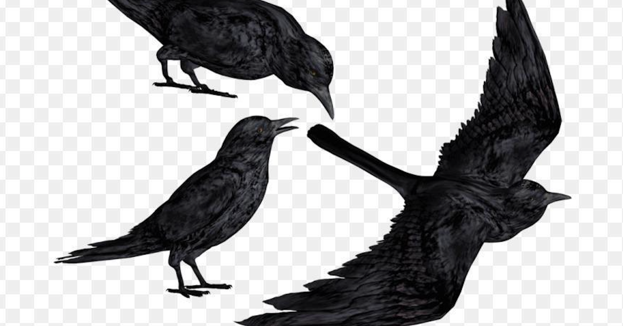 Ba con quạ đen đã xuất hiện: Tín hiệu đáng sợ đối với những Bitcoin Trader