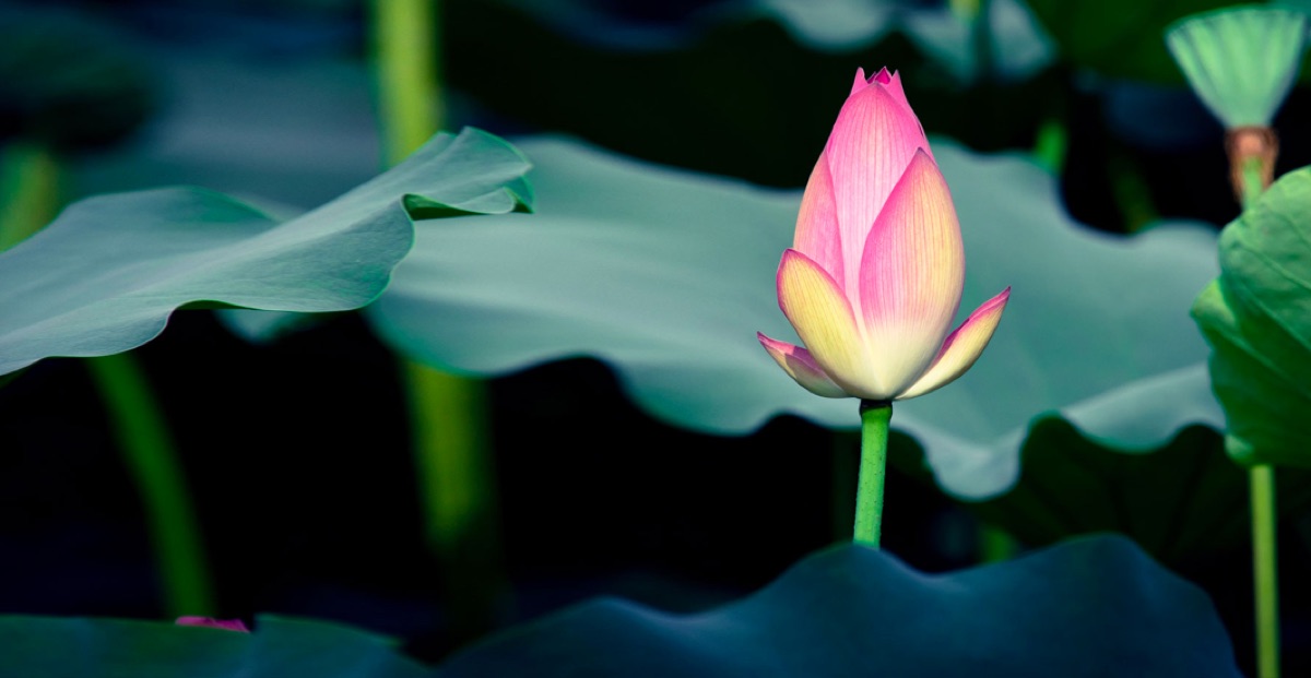 FED giảm lãi suất là vàng sẽ lên? Đỉnh mới sẽ được tạo trong thời gian tới?