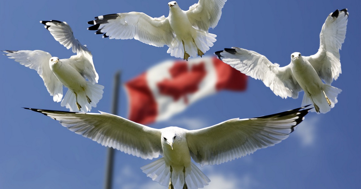 Phân tích cơ bản cuộc họp NHTW Canada BoC tối nay - Con đường nào cho CAD?