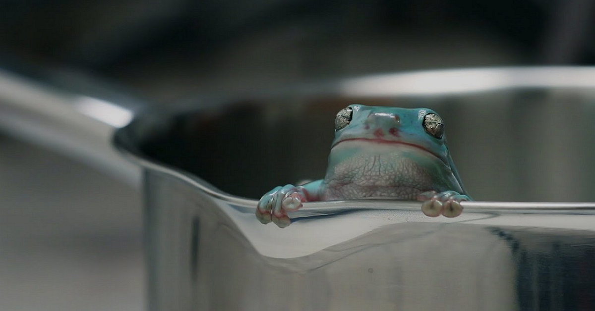 Câu chuyện "luộc ếch" và bài học nhớ đời về sự ổn định: Đừng quên rằng, cái gì cũng có giá của nó!