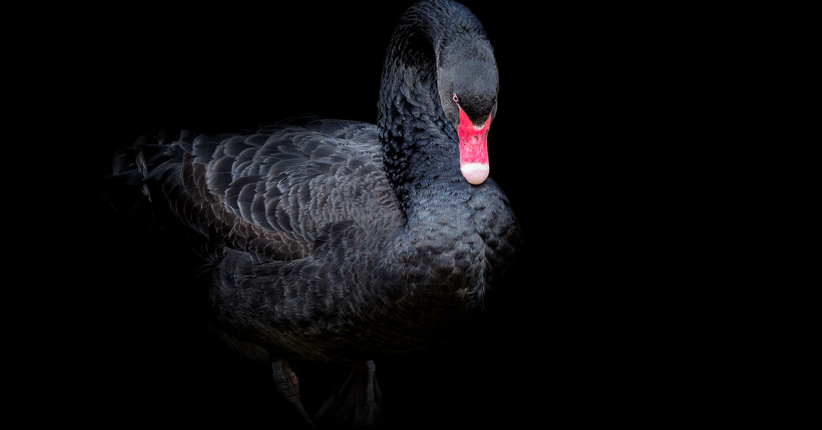 Virus Corona: “Thiên Nga Đen” hay bạn đang lấy tay che mắt (Phần 2)