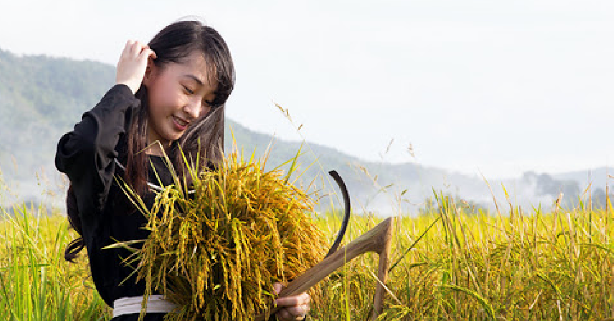 Hôm nay giao dịch cổ phiếu Mỹ gì? - Ngày 26/8: Lúa trổ nhanh quá