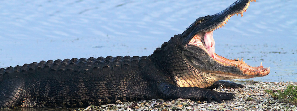 Chỉ báo Alligator - Chỉ báo mô phỏng hành vi cá sấu. Có anh em trader nào dùng chưa?