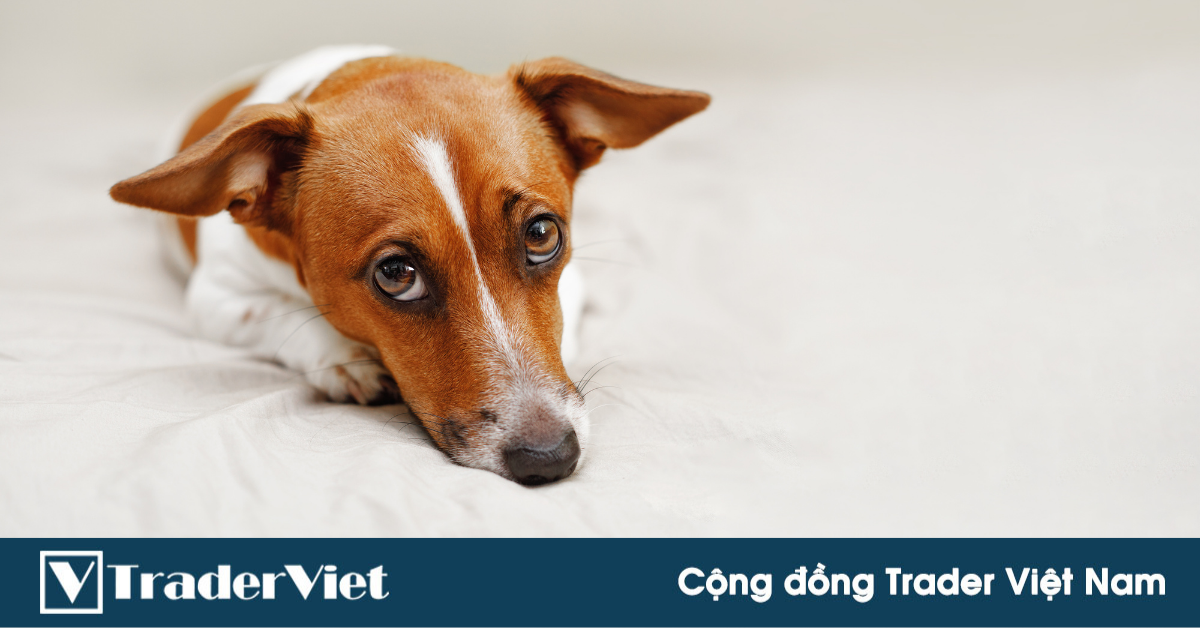 (Trader tâm sự) Thằng em đi làm ... BO Trader