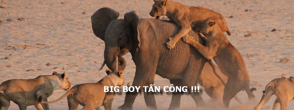 GBP lại bị Big Boy tấn công đêm qua, sập gần 100 pips trong tích tắc