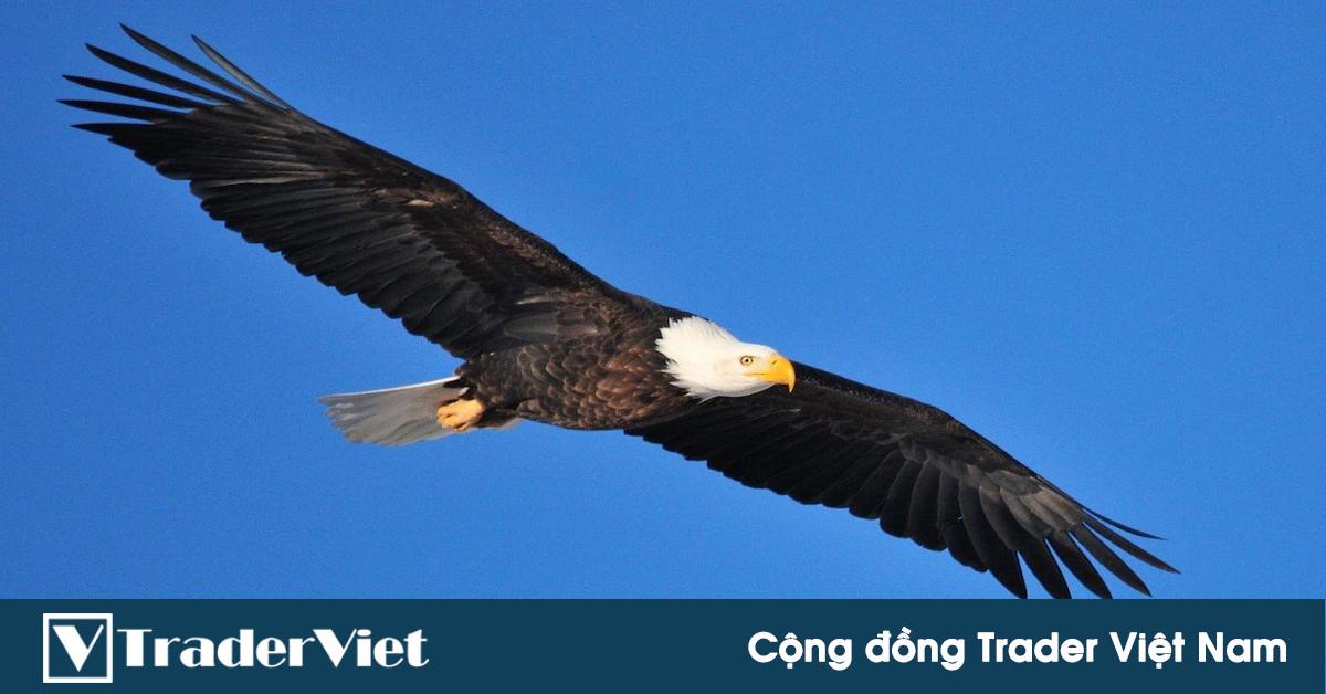 TOP 5 Altcoin đáng chú ý - XEM, ADA, VET, XMR, UNI - Altcoin tung cánh