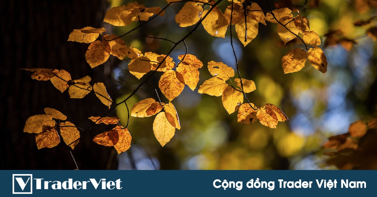 Những trader huyền thoại quanh ta