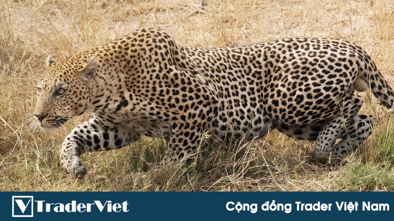 Hôm nay trade coin gì? - Ngày 20/11: Chế độ rình mồi