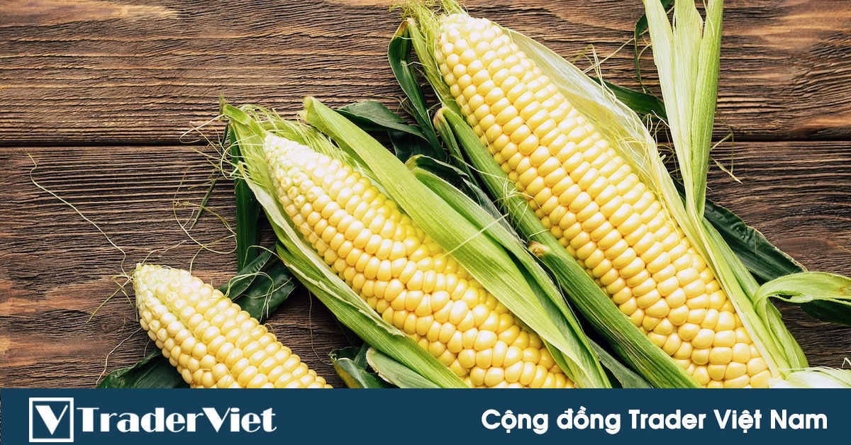 Ngô và 1 số thông số hữu ích cho việc giao dịch.