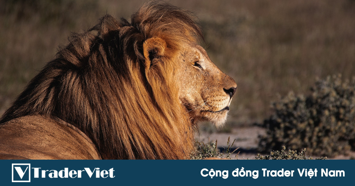 Muốn đơn giản hoá việc giao dịch trader chỉ cần phớt lờ 4 thứ này