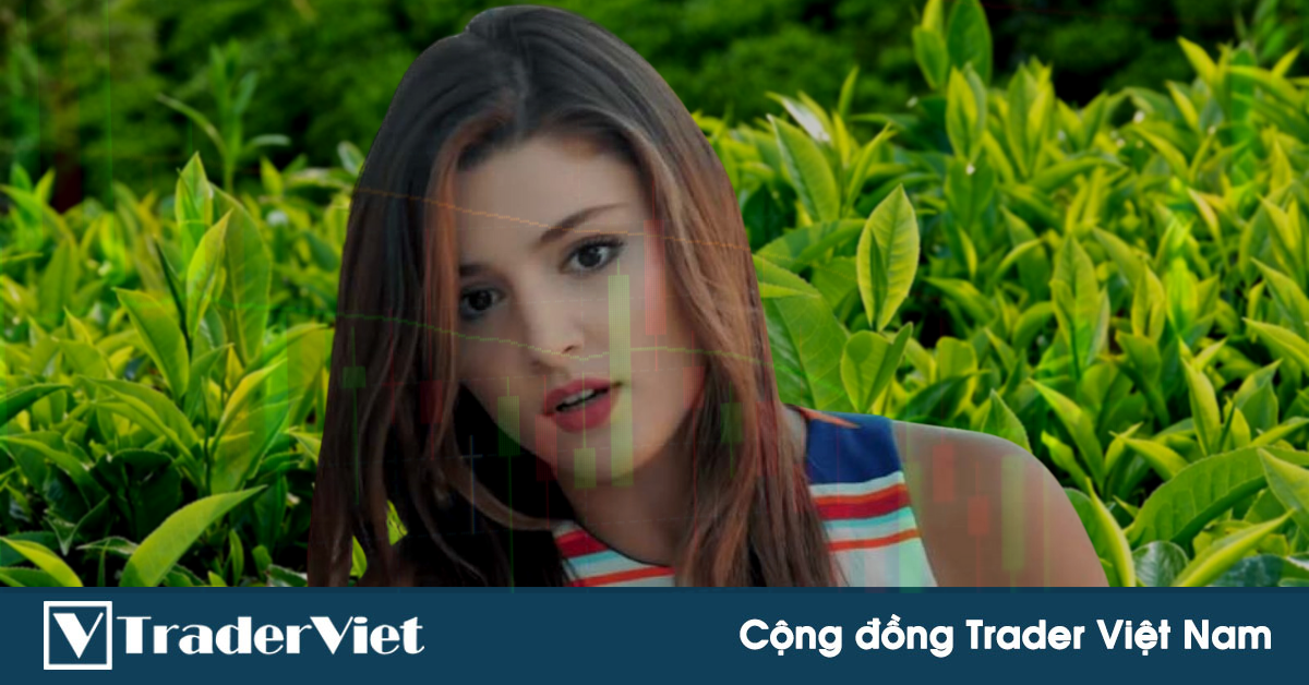 Tại sao Market chính là "Trà xanh" của Trader?