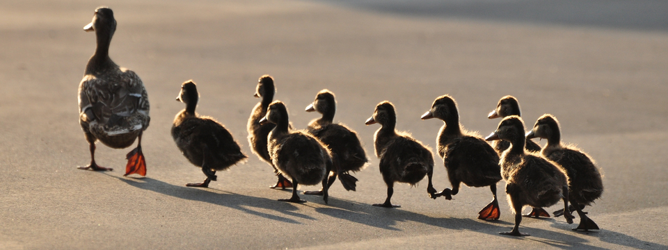 Theo dấu Big Boy bằng Forex Factory Sentiment? Phiên bản "kỳ dị" của orderbook?