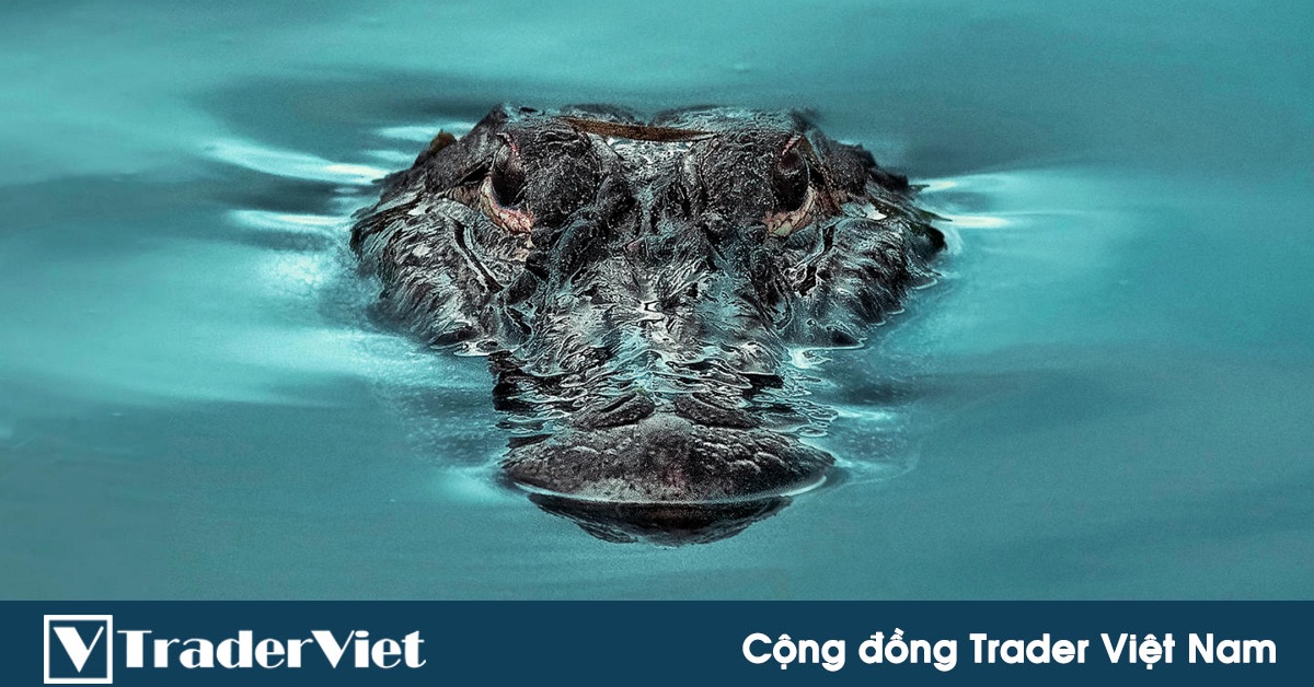 Kinh nghiệm giao dịch P4: trade như một con cá sấu !?