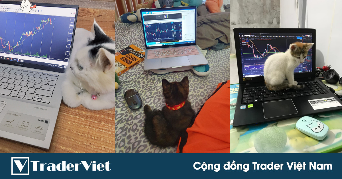 Điểm nóng MXH ngày 25/05 - Cộng đồng Trader Việt Nam: Đừng nhờn với "Cool Cat" Indicator!