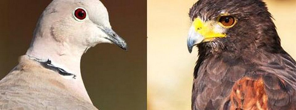 Chính sách diều hâu và bồ câu của Ngân hàng Trung Ương