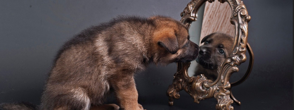 Hướng dẫn trade các cặp tiền tương quan - bí ẩn đằng sau sự tương quan của các cặp tiền