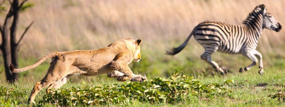 Thị trường tài chính sẽ biến động thế nào khi cả 3 đại bàng hàng đầu cùng cất tiếng gầm hôm nay?