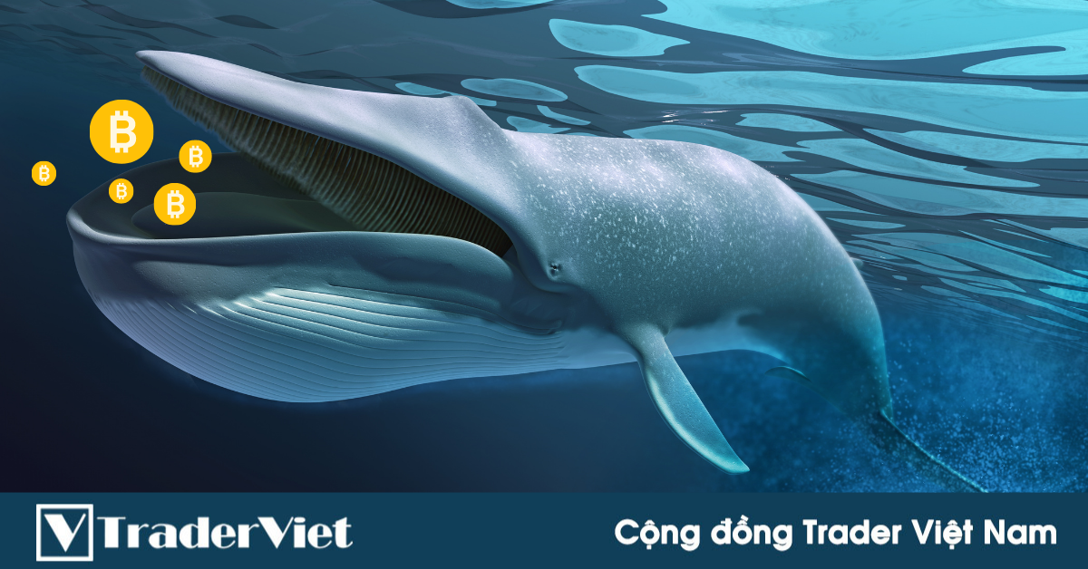 Cá voi tích lũy 2,2 tỷ USD Bitcoin trong một tuần!