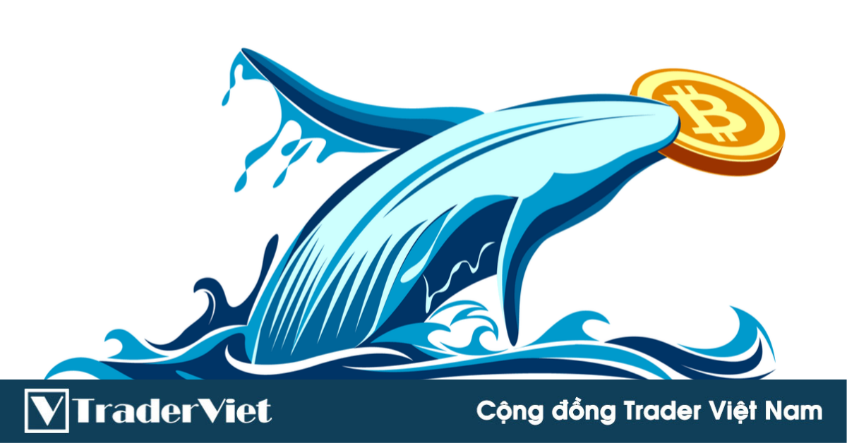 Một ‘cá voi’ vừa bắt đáy 23 triệu USD BTC!