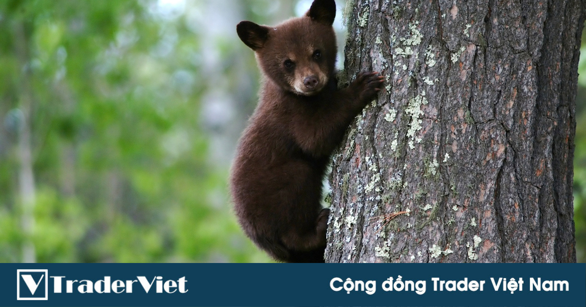 Tuần tới trade coin gì? - Tuần 13/09 - 19/09: Nghiêng về phe Gấu!