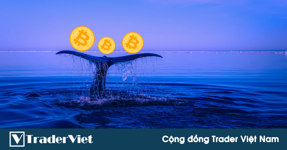 Sau hơn 8 năm ngủ say, một trong những “cá voi” Bitcoin lớn nhất đã tỉnh giấc