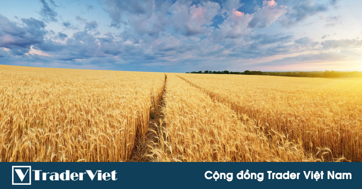 [Hàng hóa phái sinh] Nguồn cung Thị trường Lúa mì thế giới vẫn đang thắt chặt