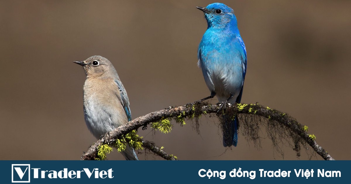 Rất nhiều nhà đầu tư đang mắc phải hội chứng "chú c.him xanh" khiến họ ngày càng thua lỗ