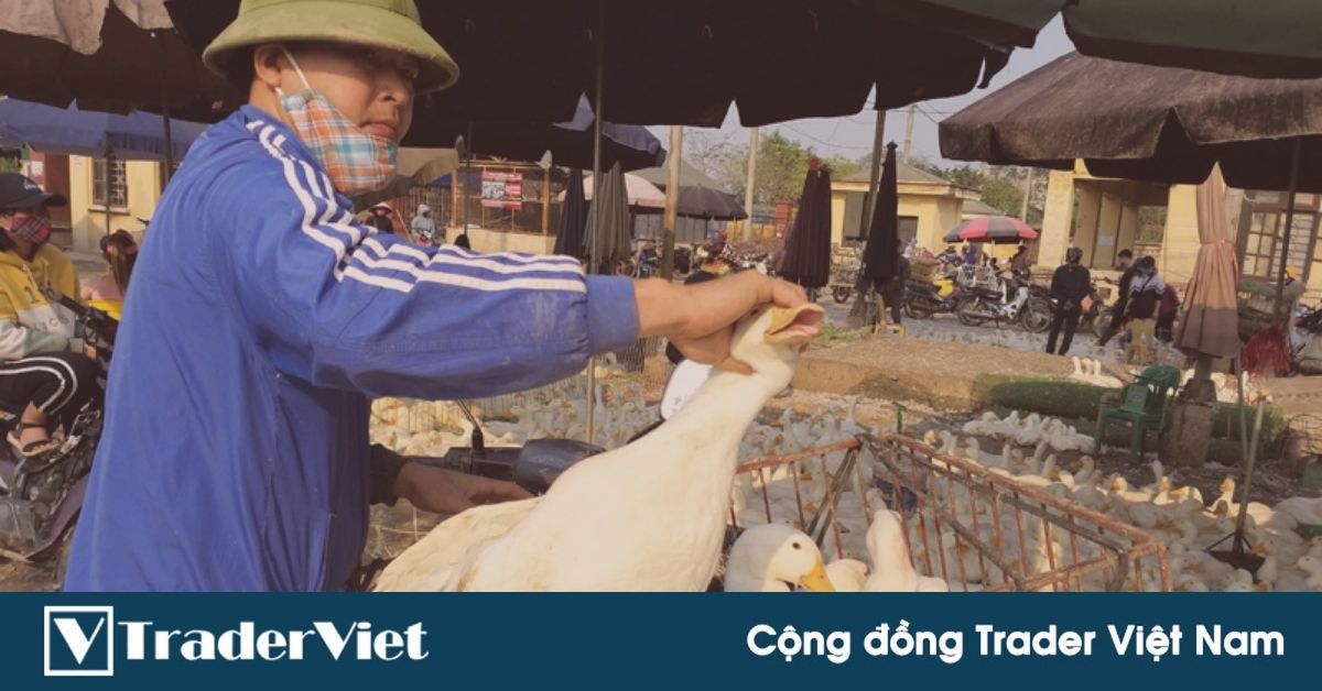 Chuyện buôn vịt và chuyện thổi giá bất động sản Việt Nam qua đấu giá