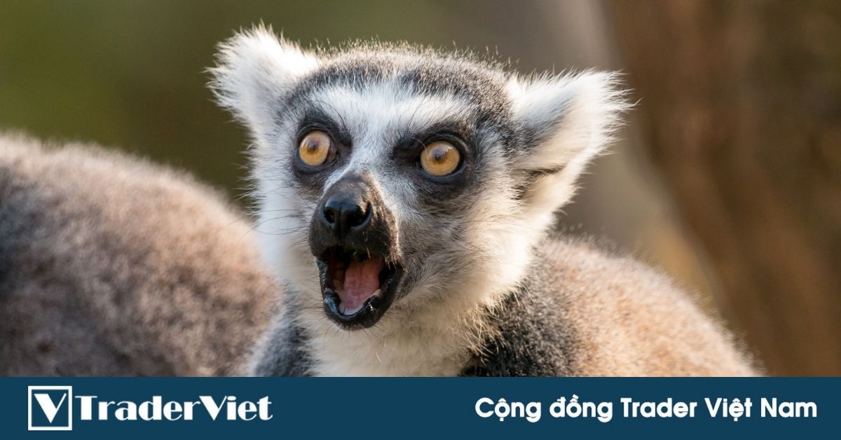 (Vui vẻ) Chuyện tình Trader - IB: Chuyện đó đâu ai ngờ