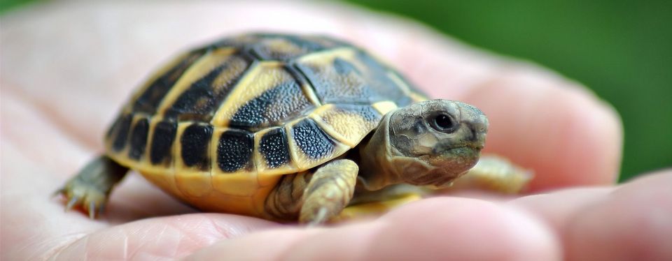 Chia sẻ một hệ thống giao dịch huyền thoại - Turtle Trading System - Hồi Giới Thiệu