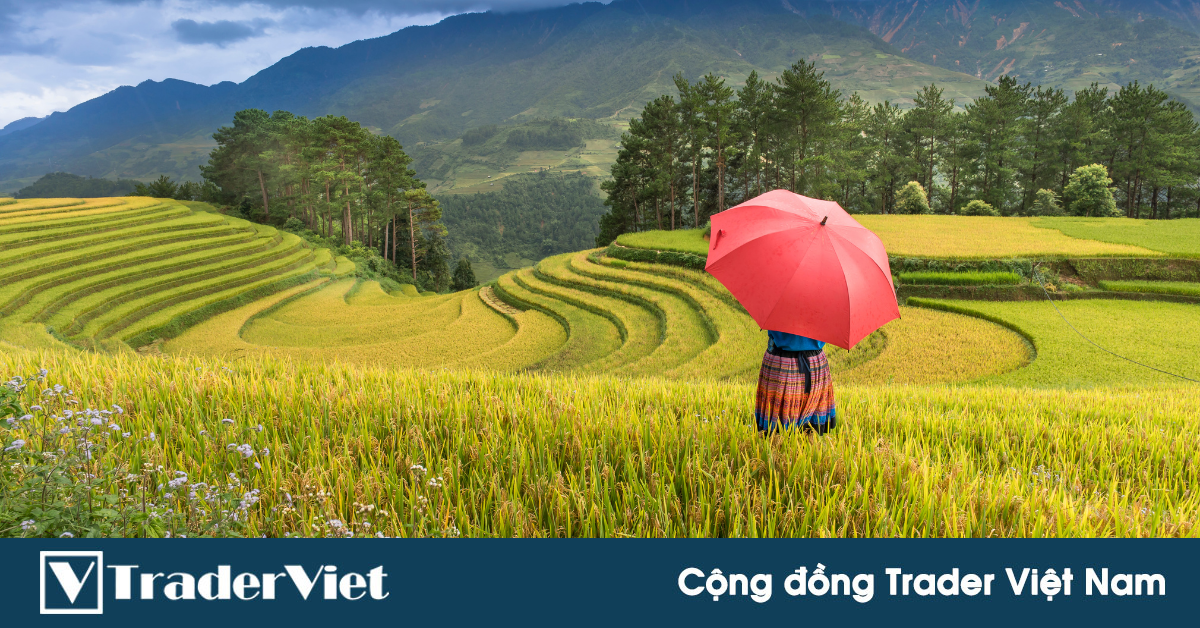 HĐTL Gạo thô là gì và chi tiết về HĐTL Gạo thô dành cho anh em giao dịch hàng hóa phái sinh!