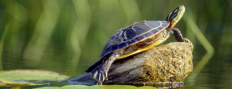 Chia sẻ một hệ thống giao dịch huyền thoại - Turtle Trading System - Hồi 1: Một hệ thống hoàn chỉnh