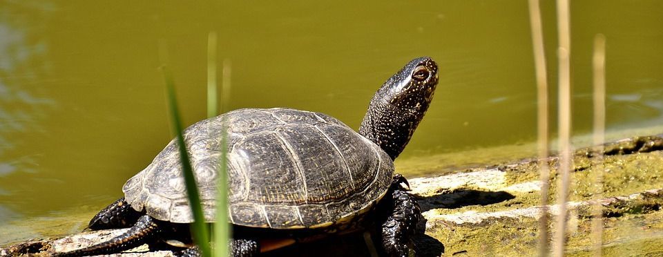 Chia sẻ một hệ thống giao dịch huyền thoại - Turtle Trading System - Hồi 2: Thị trường để giao dịch