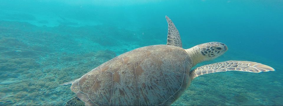 Chia sẻ một hệ thống giao dịch huyền thoại - Turtle Trading System - Hồi 5: Chiến lược cắt lỗ