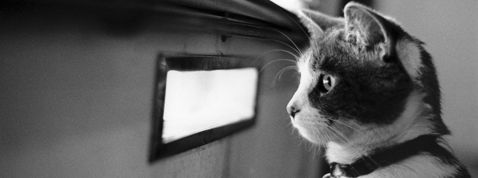 [Quiz] Bạn có phải là một Binary Options Trader bất tài không? - Phần 2