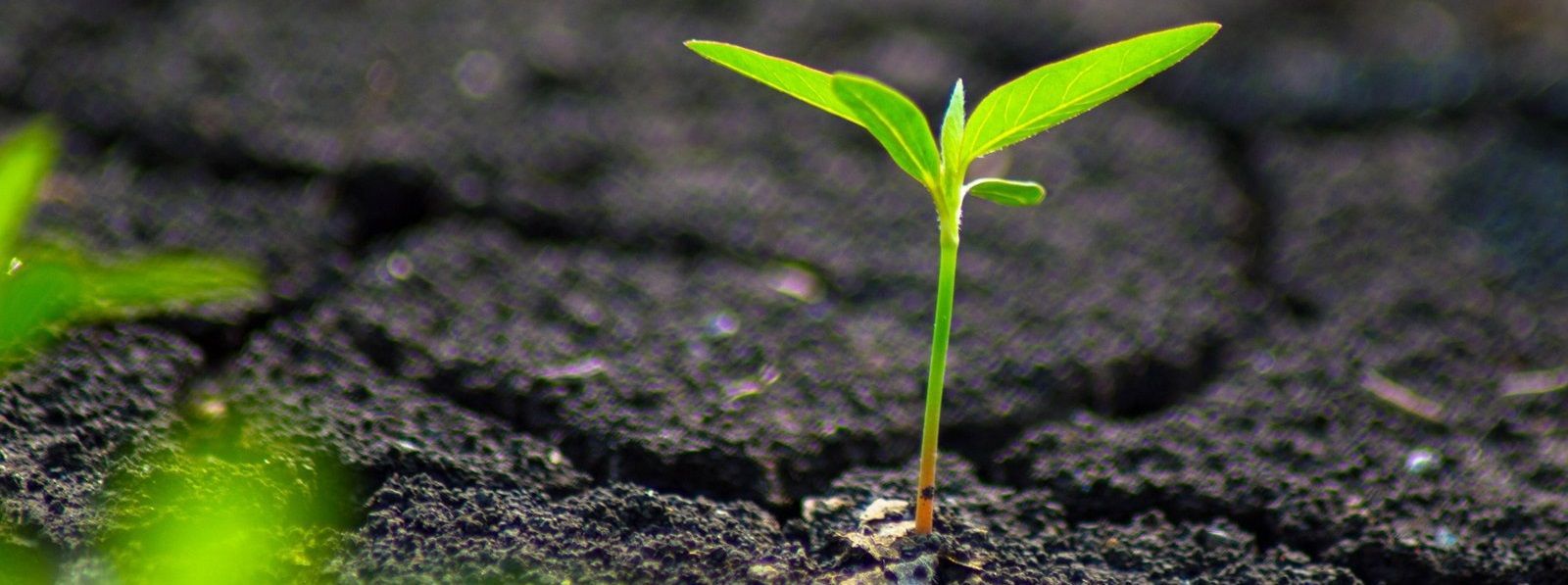 Thị trường tiền điện tử đang chững lại và đây cũng là dấu hiệu trưởng thành