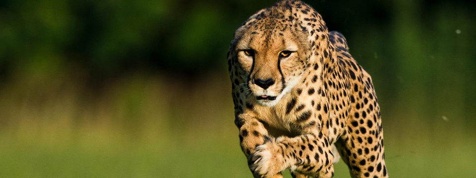 Chỉ báo Dots – Chỉ báo đốm cực kỳ thú vị và dễ dùng