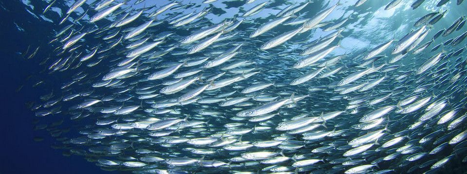 "Giao dịch Bitcoin bây giờ có khác gì giao dịch cá mòi ngày trước đâu"