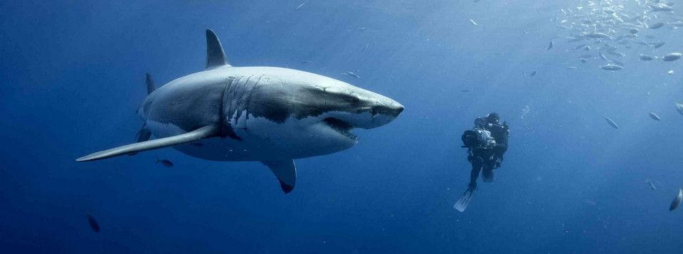 Thuyết âm mưu về Trading cá nhân: có hay không